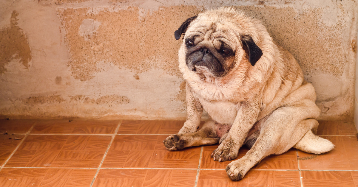 What to Feed My Dog for Diarrhoea: A Pet Parent’s Guide
