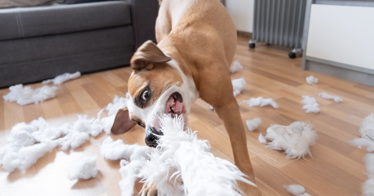 Separation Anxiety in Dogs