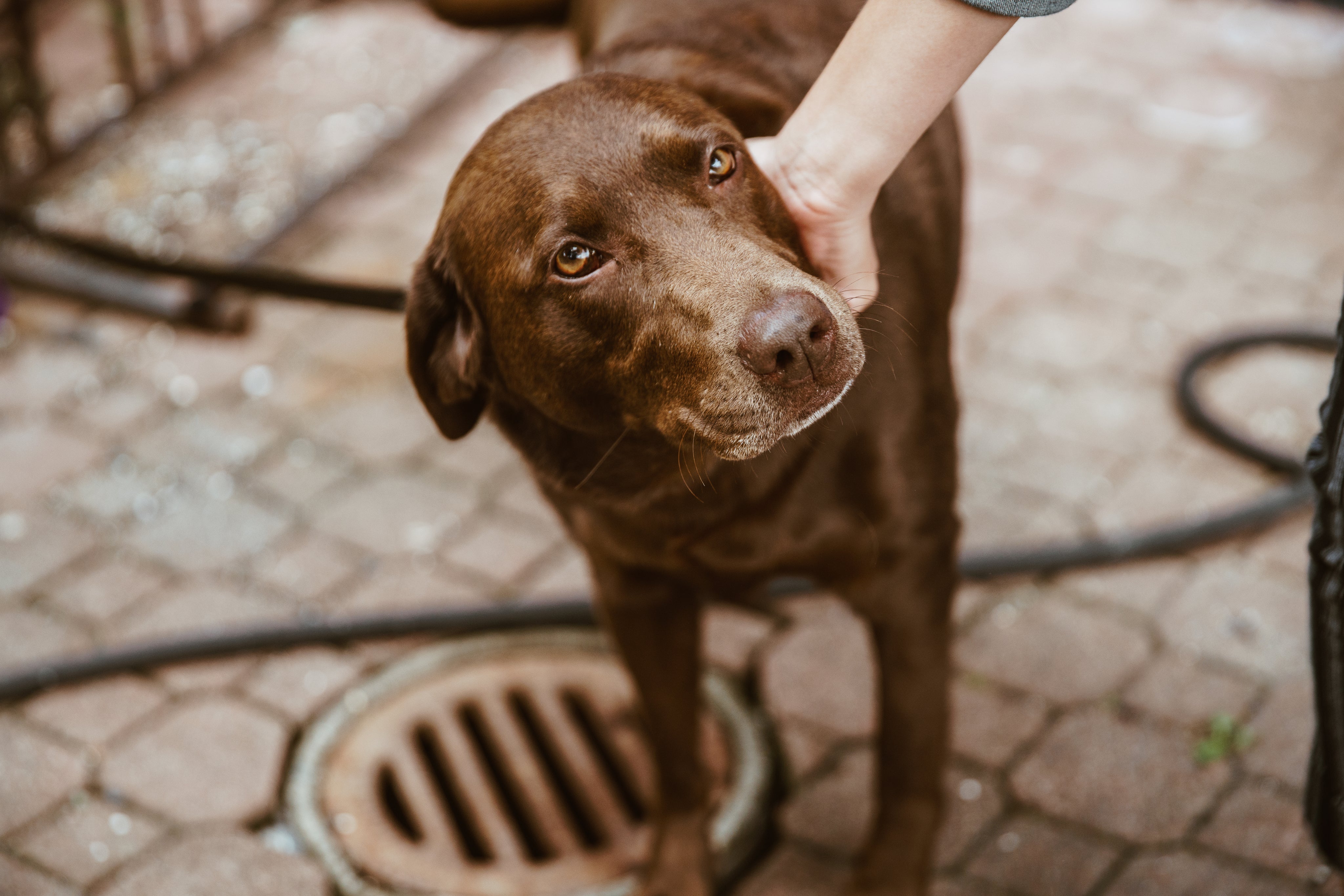 The Importance of Joint Supplements for Dogs: Keeping Your Canine Active and Pain-Free