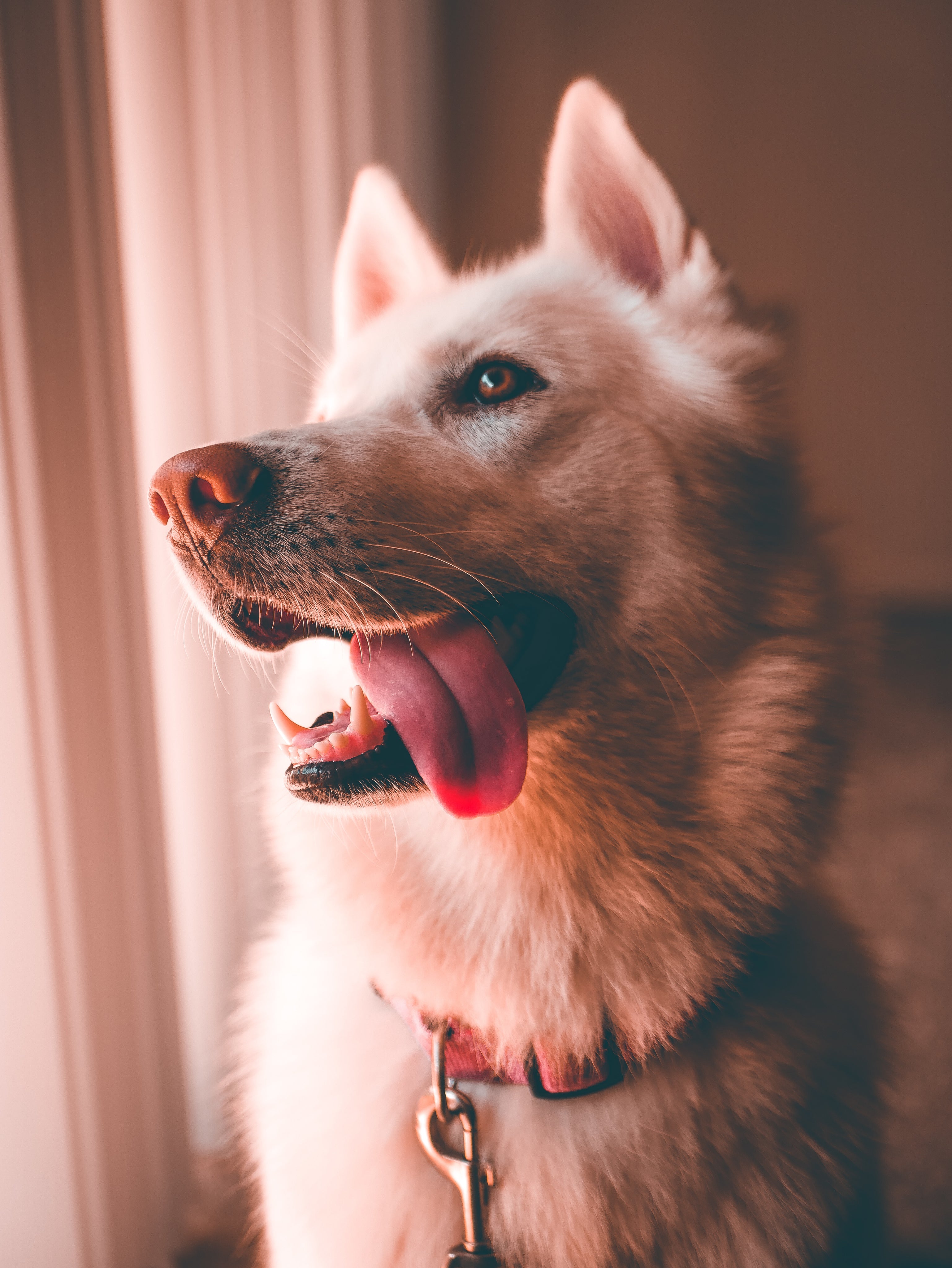 Understanding Dog Anxiety: How To Calm Your Canine Companion