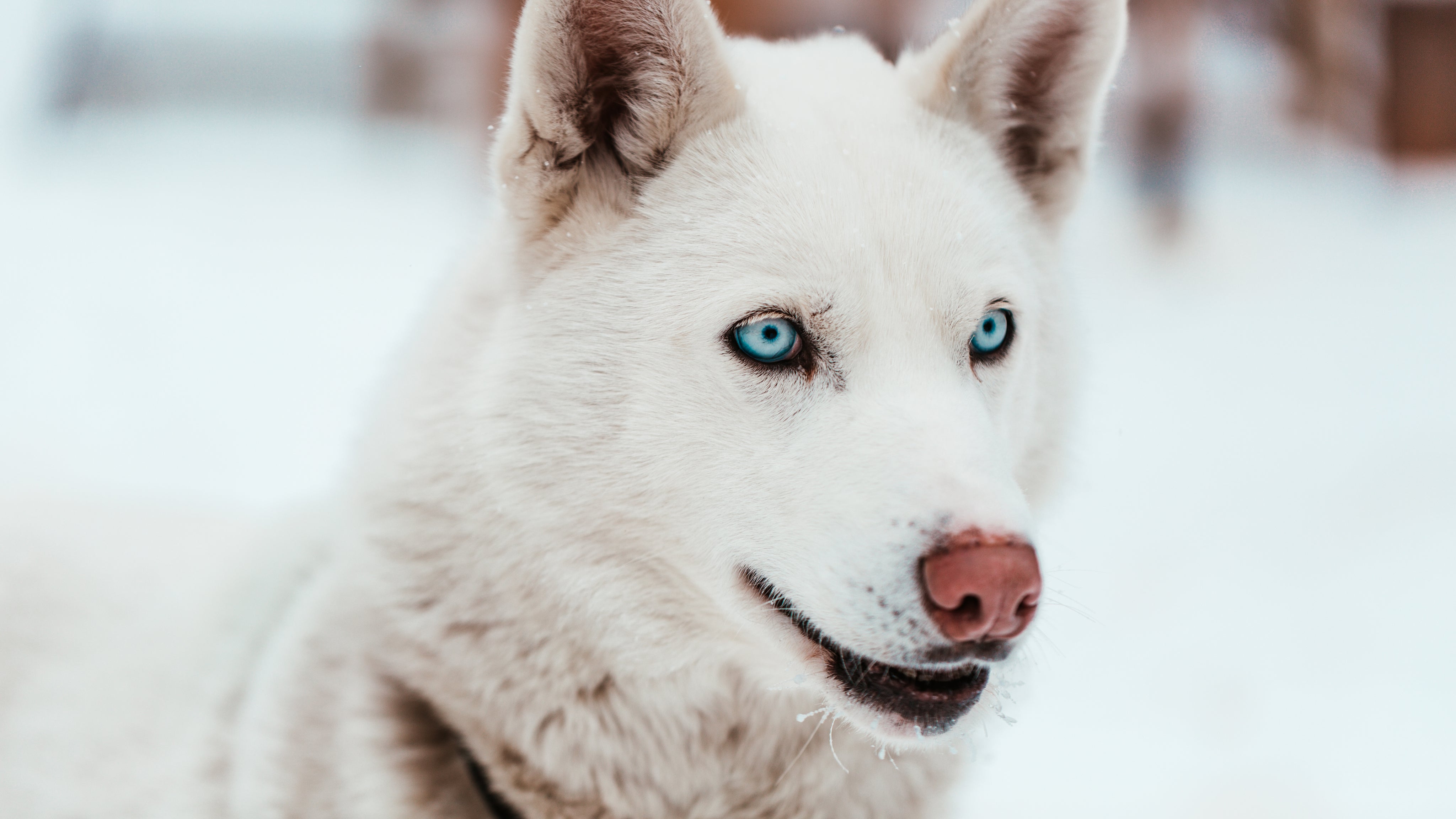 Why Gut Health Matters for Dogs: The Benefits of Probiotics